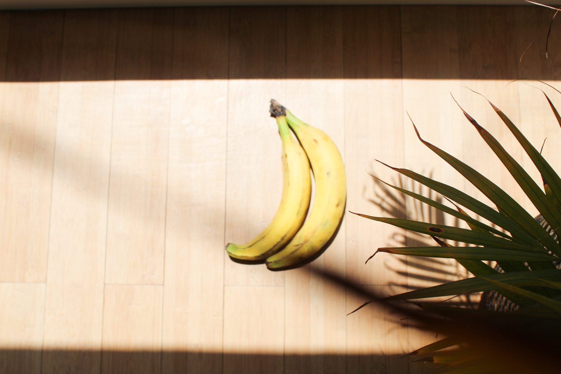 A ripe plantain bathed in afternoon light next to a palm leaf
